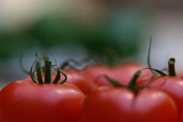 ممنوعیت صادرات گوجه فرنگی ابلاغ شد