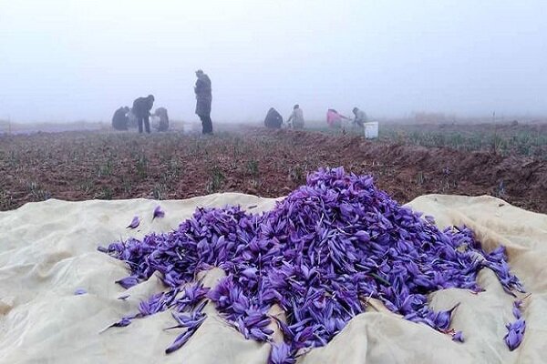 صادرات ۳۷ تن زعفران/۹۴ درصد تولید دنیا در ایران است