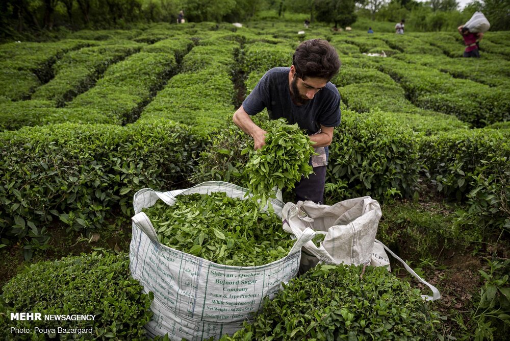 چای ایرانی به ۱۲ کشور جهان صادر می‌شود