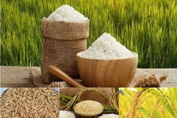 برنج یک گام تا بورسی شدن/۱۰۰۰ تن برنج مرحله اول عرضه می شود
